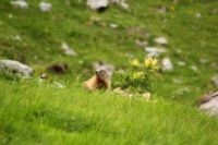 2015-06-24_03Murmeltiere (153).JPG
